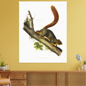 Roodstaarteekhoorn (Fox Squirrel) van Audubon Canvas Afdruk (Insitu (Woonkamer))