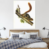 Roodstaarteekhoorn (Fox Squirrel) van Audubon Canvas Afdruk (Insitu (Slaapkamer))