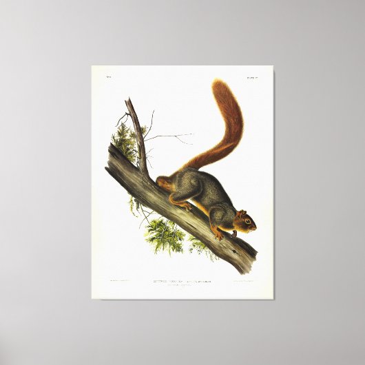 Roodstaarteekhoorn (Fox Squirrel) van Audubon Canvas Afdruk (Voorkant)