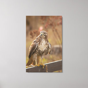 Roodstaarthaai Canvas Afdruk
