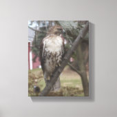 RoodstaartHawk 8 x 10 inch Canvas Afdruk (Voorkant)