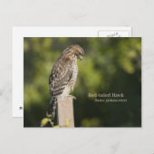 RoodstaartHawk Briefkaart (Voorkant / Achterkant)