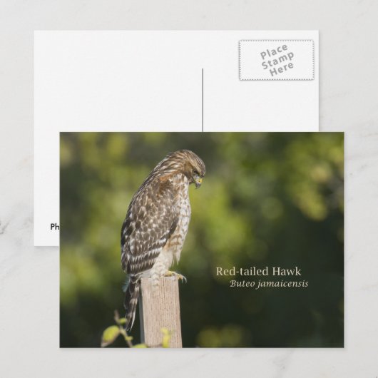 RoodstaartHawk Briefkaart (Voorkant / Achterkant)