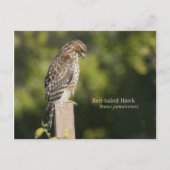 RoodstaartHawk Briefkaart (Voorkant)