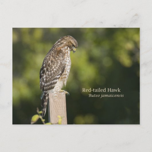 RoodstaartHawk Briefkaart (Voorkant)