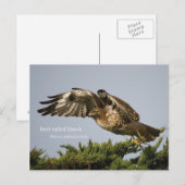 RoodstaartHawk Briefkaart (Voorkant / Achterkant)