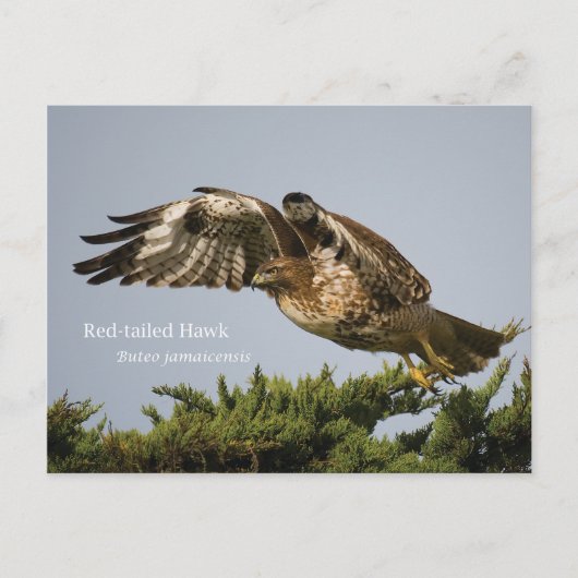 RoodstaartHawk Briefkaart (Voorkant)