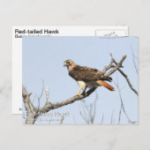 RoodstaartHawk Briefkaart (Voorkant / Achterkant)