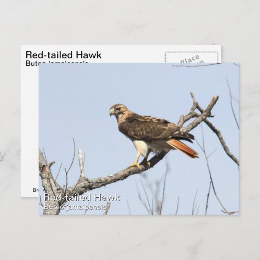 RoodstaartHawk Briefkaart (Voorkant / Achterkant)