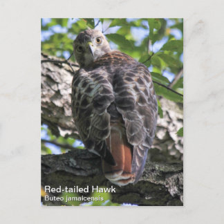 RoodstaartHawk Briefkaart