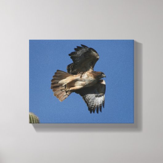 RoodstaartHawk Canvas Afdruk (Voorkant)