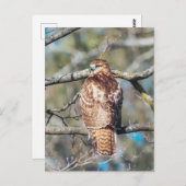 RoodstaartHawk Glass Briefkaart (Voorkant / Achterkant)