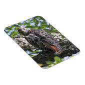 RoodstaartHawk Magneet (Rechterzijde)