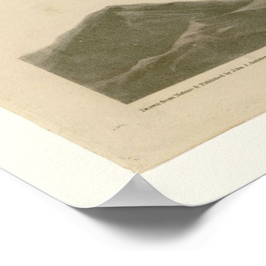 RoodstaartHawk Poster (Hoek)