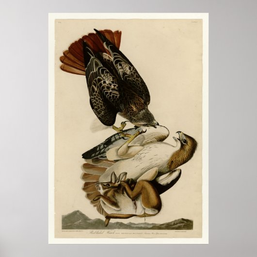 RoodstaartHawk Poster (Voorkant)