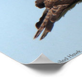 RoodstaartHawk-Poster Poster (Hoek)