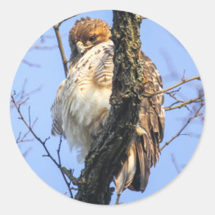 RoodstaartHawk Ronde Sticker