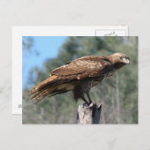 RoodstaartHawkgaze Briefkaart (Voorkant / Achterkant)