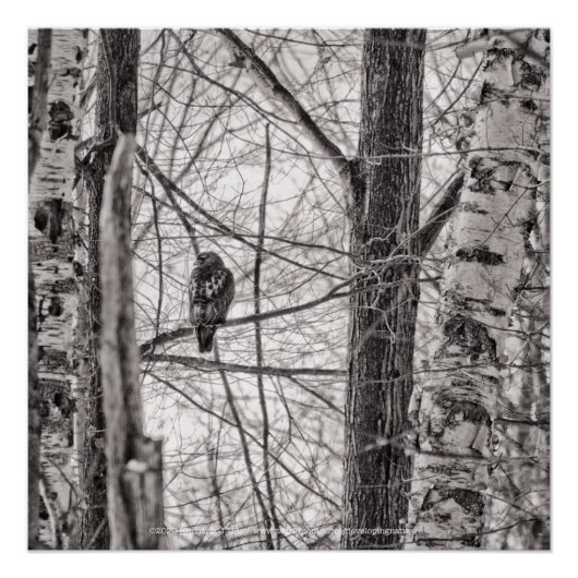 Roodstaartmeid P8443 Perfect Poster (Voorkant)