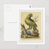 roodstaartpapegaaivogel briefkaart (Voorkant / Achterkant)