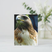 roodstaartschar briefkaart (Staand voorkant)
