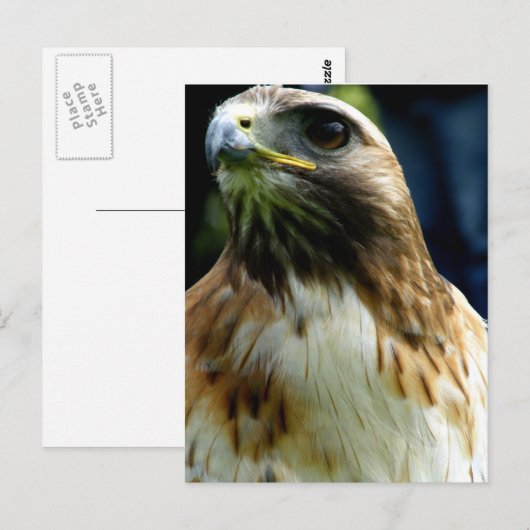 roodstaartschar briefkaart (Voorkant / Achterkant)