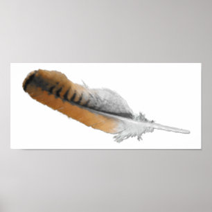 Roodstaartschelp Poster