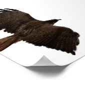 Roodstaartschets Poster (Hoek)