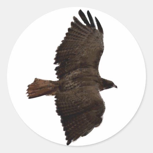 Roodstaartschets Ronde Sticker (Voorkant)