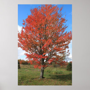 Roodtepelboom verbranden in de herfst poster
