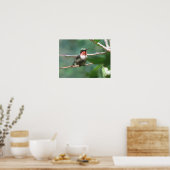 Roodtroebele Hummingbird na Chase Poster (Keuken)