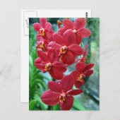 Roodvanda orchideeën briefkaart (Voorkant / Achterkant)