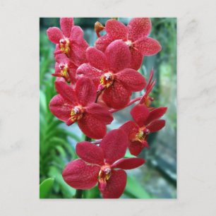 Roodvanda orchideeën briefkaart