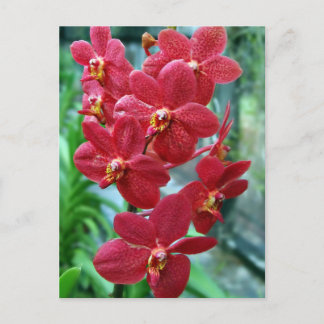 Roodvanda orchideeën briefkaart
