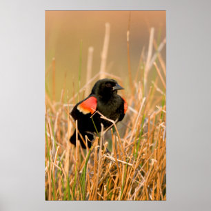 Roodvleugelige Blackbird-man zingt Poster