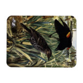 Roodvleugelige merels en nest in staarten magneet (Horizontaal)