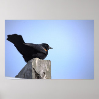 Roodvleugelige Zwarte Vogel Foto Poster