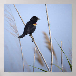 Roodvleugelige Zwarte Vogel Foto Poster