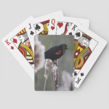 Roodvleugelspreeuw (Agelaius phoeniceus)