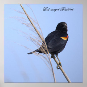 Roodvleugeltroepiaal Foto Poster