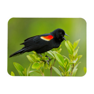 Roodvleugelzwarte Spreeuw (Agelaius Phoeniceus) Magneet