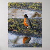 roodvogel poster (Voorkant)