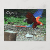 roodvonk briefkaart (Voorkant)