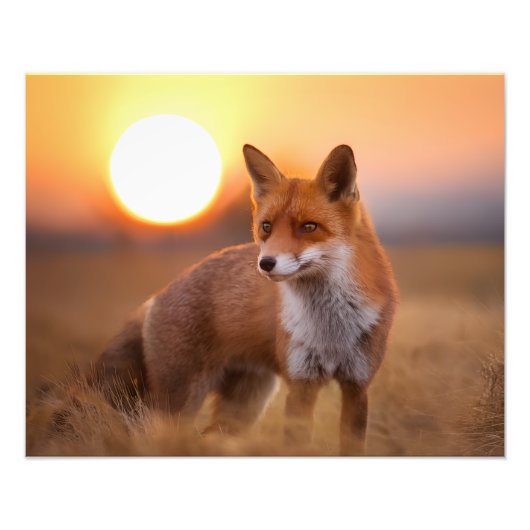 Roodvos Foto Afdruk (Voorkant)
