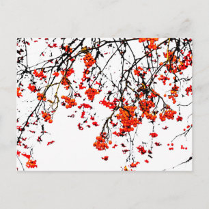 Roodvruchten of asbessen briefkaart