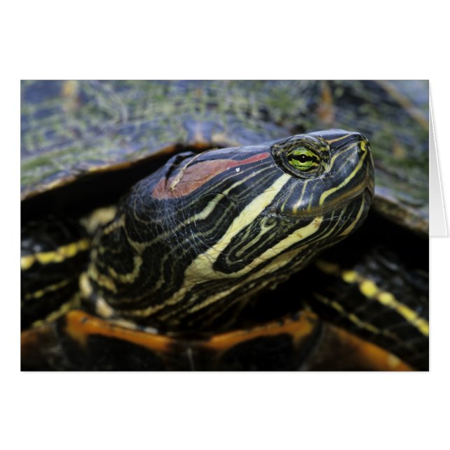 Roodwangschildpad, Trachemys scripta elegans, 2 (Voorkant Horizontaal)