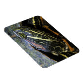Roodwangschildpad, Trachemys scripta elegans, 2 Magneet (Rechterzijde)