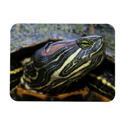 Roodwangschildpad, Trachemys scripta elegans, 2 Magneet (Horizontaal)