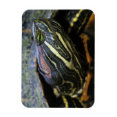 Roodwangschildpad, Trachemys scripta elegans, 2 Magneet (Verticaal)