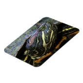 Roodwangschildpad, Trachemys scripta elegans, 2 Magneet (Linkerzijde)
